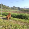 【植物の地上部と地下部の割合は1：1】散歩に想う自然の摂理