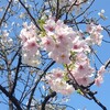 桜・桜・桜