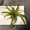 ダイソーで買ったスマホ用レンズの威力を植物撮影で検証してみました