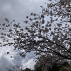 中学校の入学式