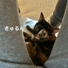 ついに猫さんがくっつく季節の到来♪