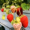 いちご🍓狩り情報2月13日(火)💖開園日です🐝