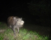 県内全域を制覇した「イノシシ」