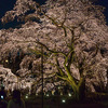 【東京の桜】駒込・六義園のしだれ桜が見頃を迎えています