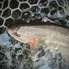 ハミングバード通天湖釣行　有魂釣会「ズコねじり」様のポテンシャルは高い！