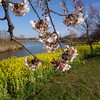 上堰潟公園の菜の花と桜をもう一度。