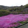 広棚の芝桜、スマホ教室