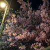 夜桜（河津桜）