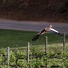 エジプトガン(Egyptian Goose)