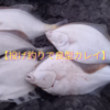 【鮭釣りは諦めてカレイを狙って投げ釣り遠征】