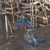 割と近くの公園に鳥を見に行った日記。（２０２２　０１１６）その３。