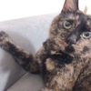 おちょこ殿あつさにまけずっ！