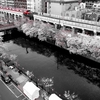 京急　大岡川の桜　２０１５ その１