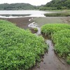 袖ケ浦公園の秋　その3