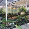 タイでガーデニング - シーナカリン植物市場（ตลาดต้นไม้ศรีนครินทร์） - （バンコク・タイ）