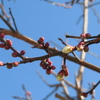 年が開けたと思ったら、もう２月👹🌸