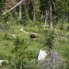 Cinnamon Black Bear