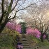 ミツバツツジ（岩つつじ）と桜がコラボ！鹿児島の弥五郎の里は珍しい花見スポット