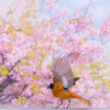 河津桜とジョウビタキ