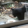 大晦日から黒猫がやってくる