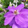 クレマチス（clematis）、4月の沖縄