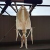再現弁当♪　超有名駅弁『えび千両ちらし』を運動会の弁当として再現！