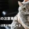 猫とお薬の注意事項