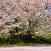 近場の桜もようやく見ごろとなりました。