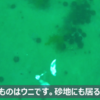 岩内港の海底の様子（5月中旬）