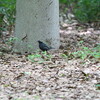 バッテリー切れでクロツグミ撮れず(大阪城野鳥探鳥 2016/04/29 5:00-12:35)