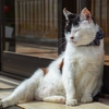 くつろぎ猫　【 春の唐沢山神社 ④ 】