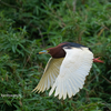 2019年6月8日の鳥撮り(1/2)-茨城県