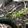 猛暑の中、夏鳥たちの様子を伺って来ました。＂クロツグミ＂＂オオルリ＂＂キビタキ＂など　　野鳥撮影《第361回》