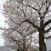 3月30日、平山城址公園駅北の大福寺下公園の桜～(^^♪