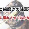 ネコと歯磨きの注意事項