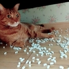 砂をばら撒く猫