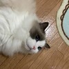 久しぶりのハンモック入り。そして今日はよくころがって甘えたふくちゃん。