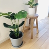 IKEAで買った激安モンステラが順調に育っています