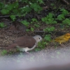 White-tipped Dove シロビタイシャコバト