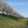 おの桜づつみ回廊へお花見に行ってきました