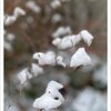 朝の雪景色
