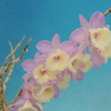 Dendrobium aphyllum`Ehime'  BM/JOGA