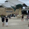 美ら海水族館は７月平日でもやっぱり混んでる。。。絶対午前中に行くのがオススメです。