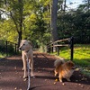 2022年4月24日（日）🐾 今日のマヤ暦