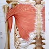 筋肉の解剖学シリーズpart② 大胸筋編