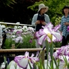 堀切菖蒲園に行ってきました