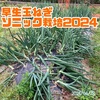 玉ねぎ栽培2024〜早生品種収穫！