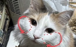 記事を見る