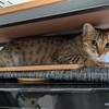 ついにふみ（猫）にバレた