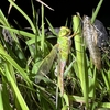 ギンヤンマの羽化　硫黄島